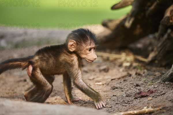 Guinea baboon