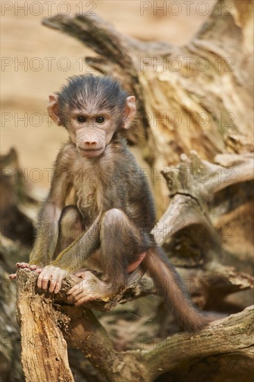 Guinea baboon