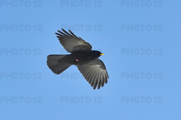 Yellow-billed chough