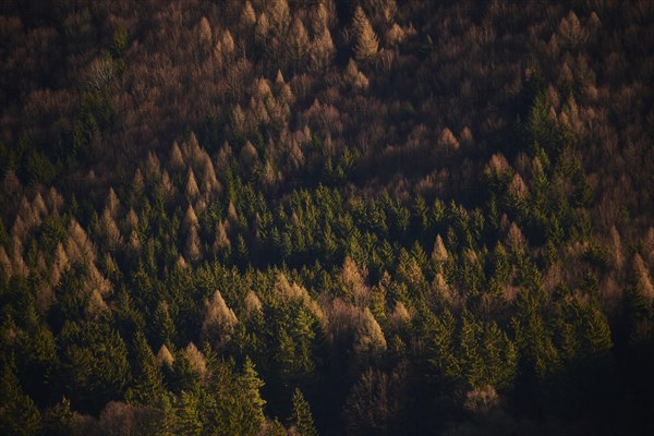 Spotlight from the sun on Norway spruce