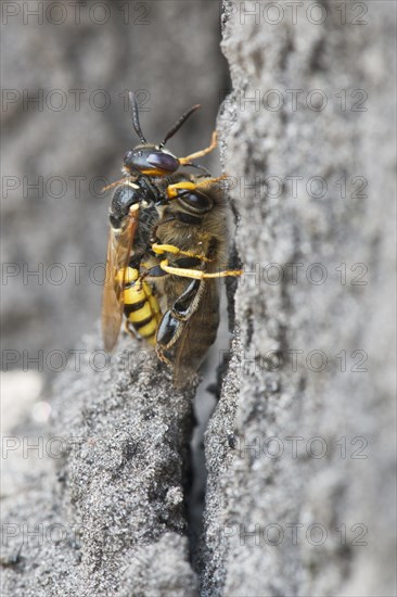 European beewolf