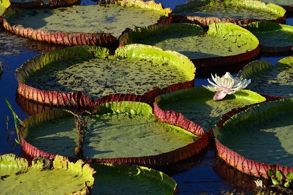 Leaves of the amazon water lily