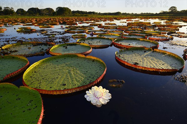 Leaves of the amazon water lily