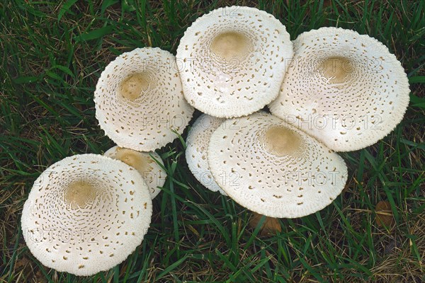 False parasol mushroom