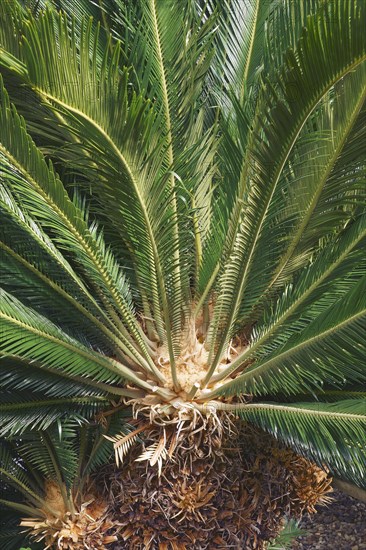 Sago Palm