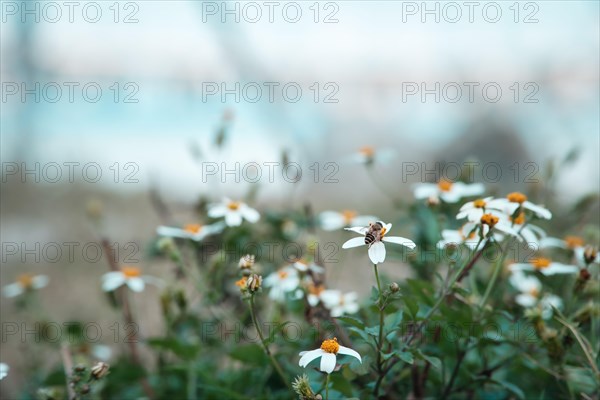 Bee on beggarstick