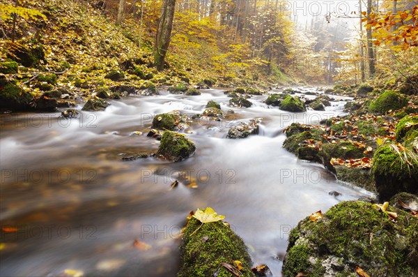 Zellerache flows through autumn forest in morning mist