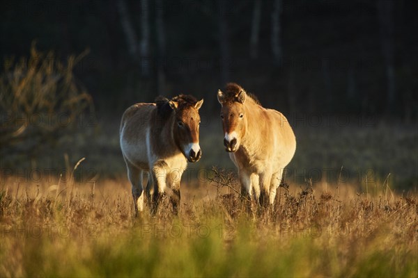 Przewalski's horse