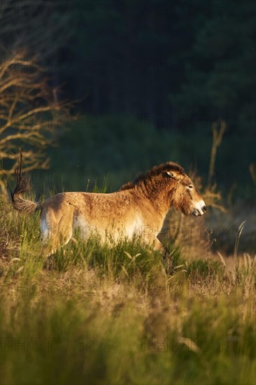 Przewalski's horse