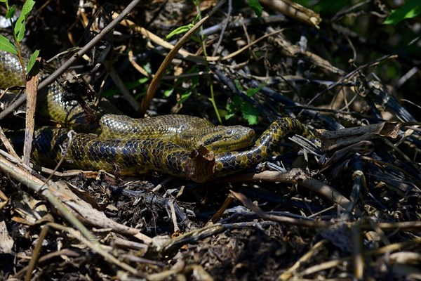 Yellow anaconda