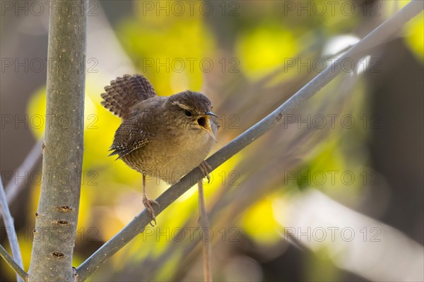 Eurasian wren