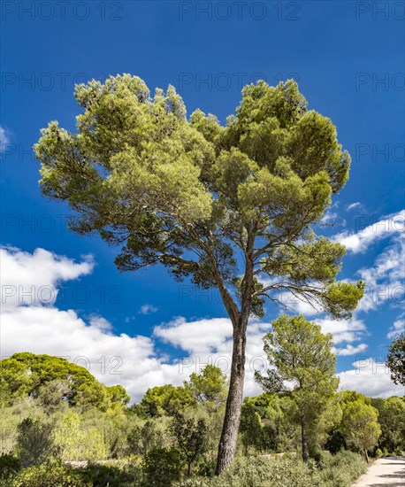 Aleppo pine