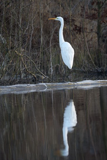 Great egret