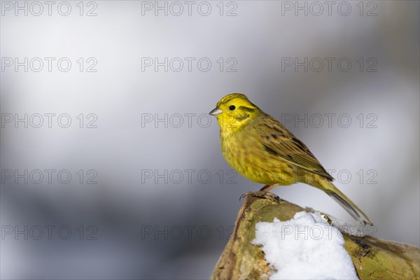 Yellowhammer