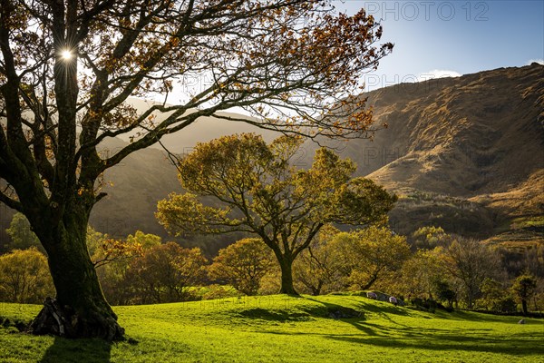 Old trees in autumnal landscape