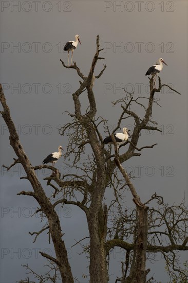 White stork