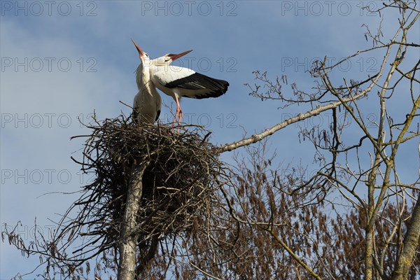 White stork