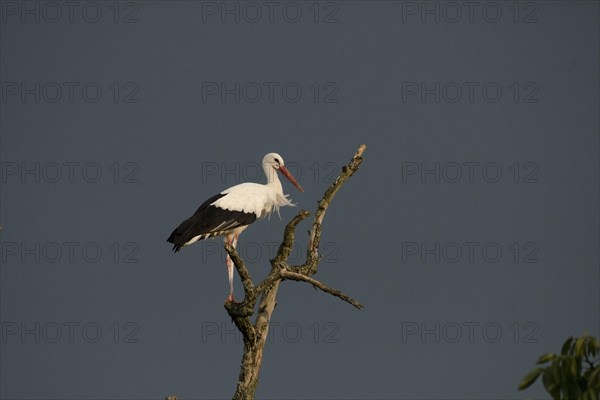 White stork