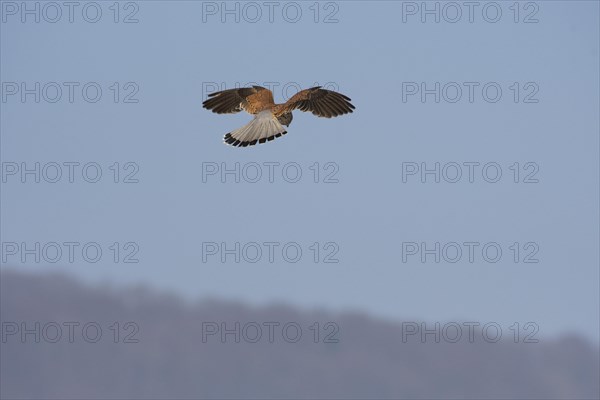 Common kestrel