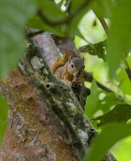 Variegated squirrel