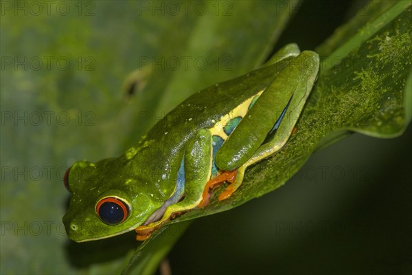 Red-eyed tree frog