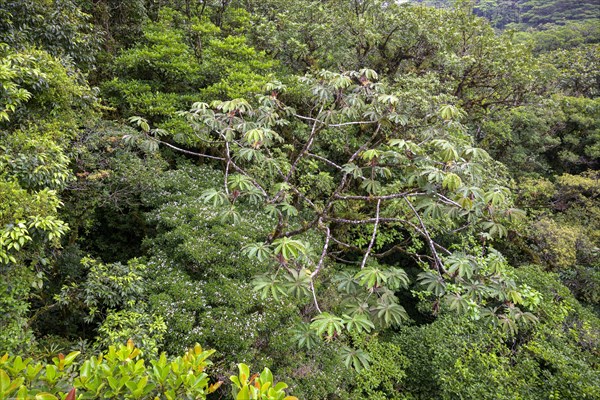 Rainforest in Selvatura Park seen from a suspension bridge