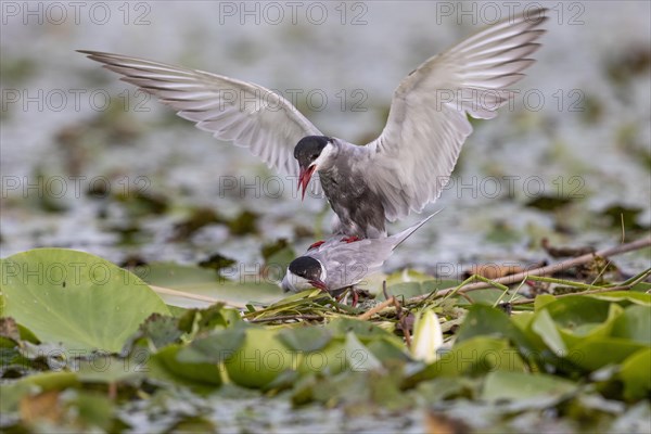 Two White-bearded Terns