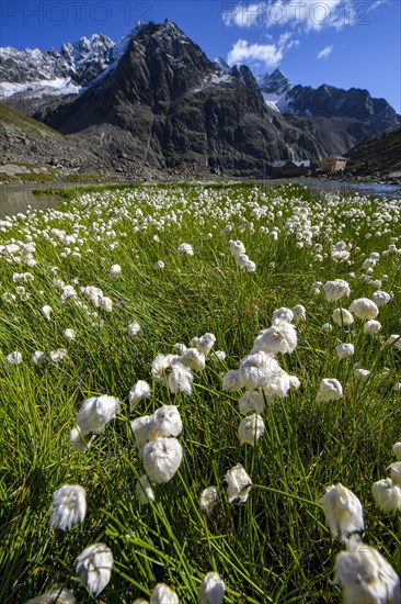 Cottongrass