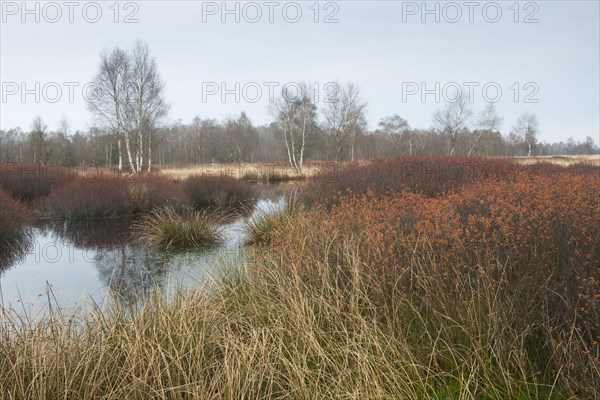 Bog myrtle