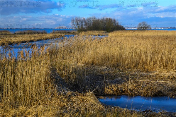 Winter landscape at the Duemmer with reeds and thatch