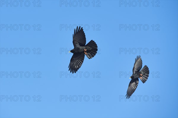 Yellow-billed chough