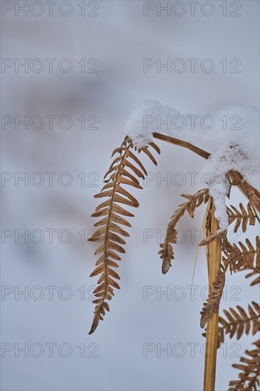 Male fern