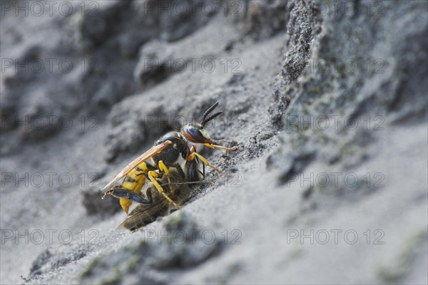 European beewolf