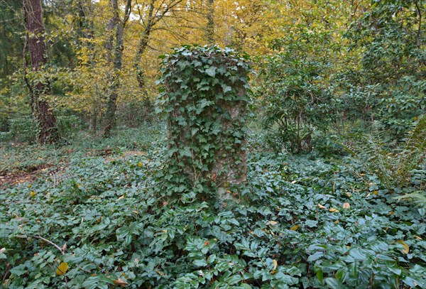 Old gravestone overgrown with ivy at the Wilmersdorfer Waldfriedhof