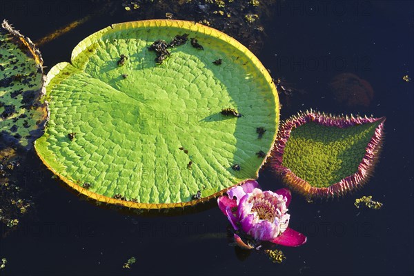 Amazon water lily