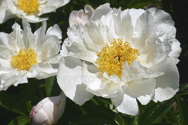 Chinese hybrid peony