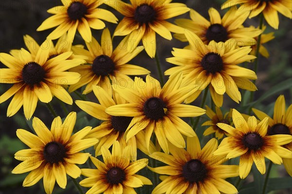 Black-eyed Susan