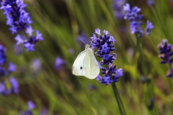 Cabbage butterfly