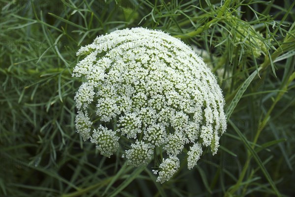 Wild carrot