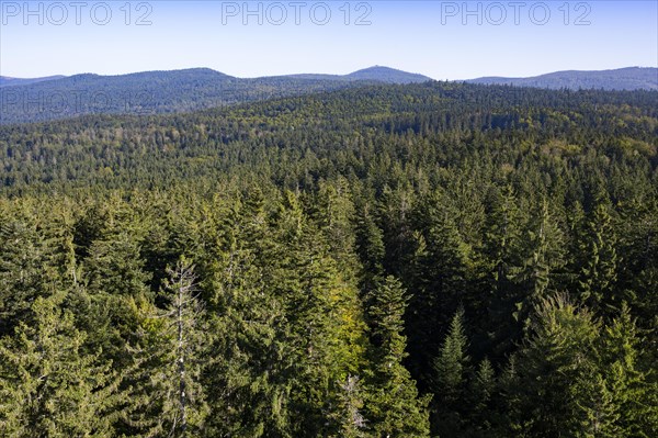 View from the tree top walk