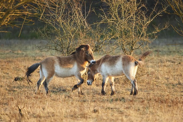 Przewalski's horse