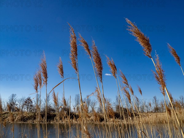 Common reed