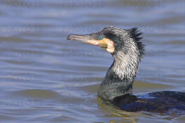 Great cormorant