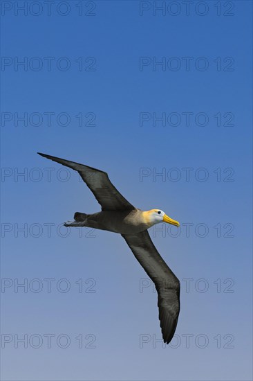 Waved albatross