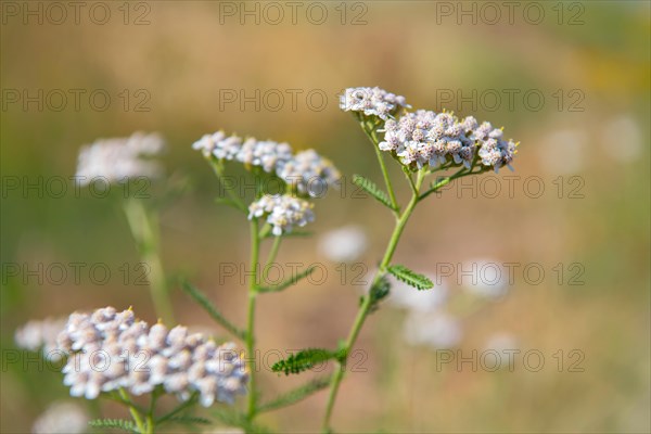 Common yarrow