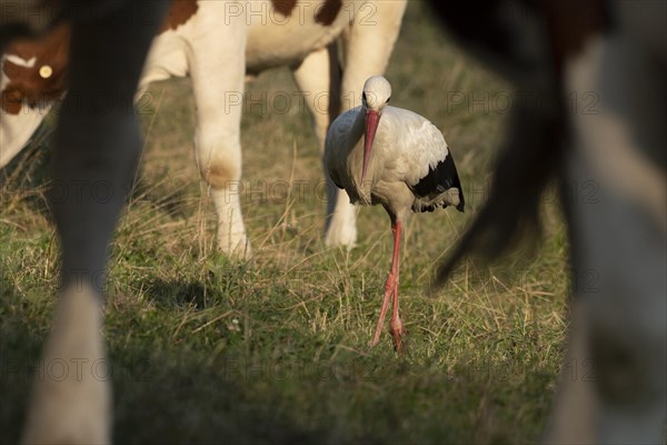 White stork