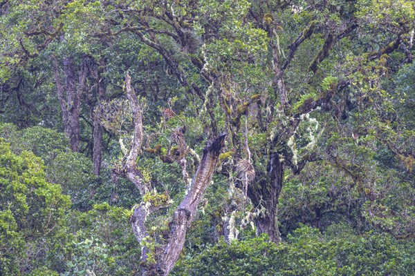 Trees covered with mosses and lichens