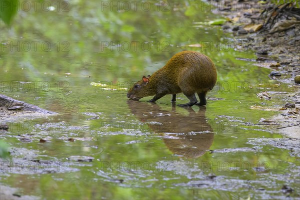 Central american agouti