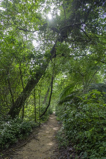 Path through the rainforest