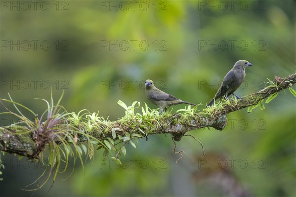 Palm tanager